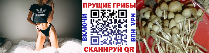 Галлюциногенные грибы GOLDEN TEACHER  Купить закладки  Староминская 